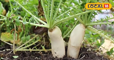 मूली के फायदे 