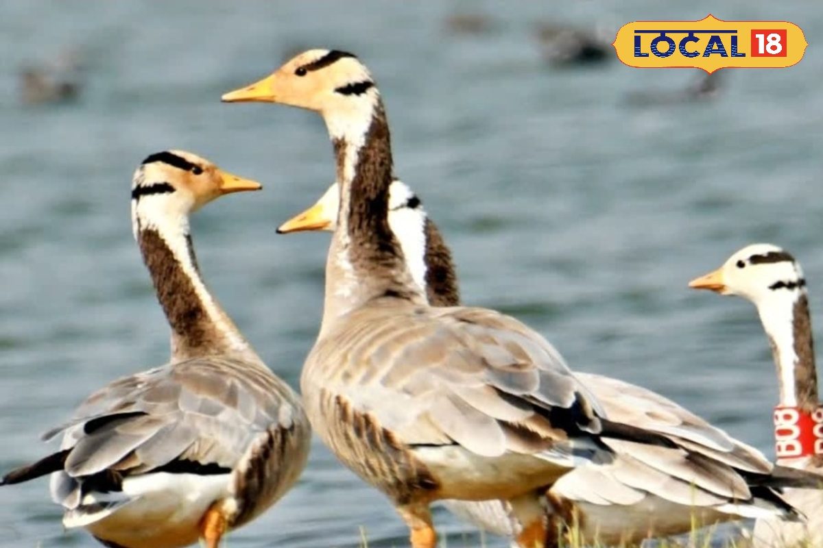 74 प्रजातियां, 5000 मेहमान... बिहार की इस 2 झील में लगा पक्षियों का मेला