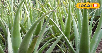 एलोवेरा का पौधा 