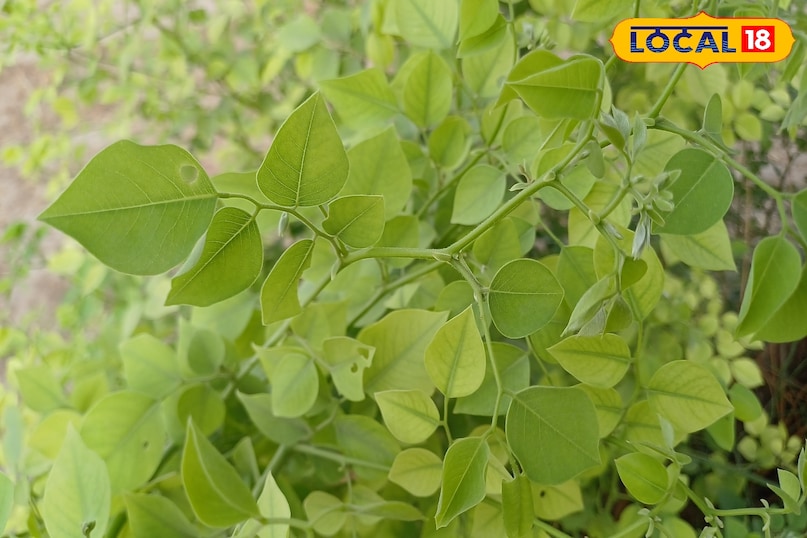 Moradabad news,hindi news,up news,local news, मुरादाबाद समाचार, हिंदी समाचार, यूपी समाचार, लोकल समाचार।