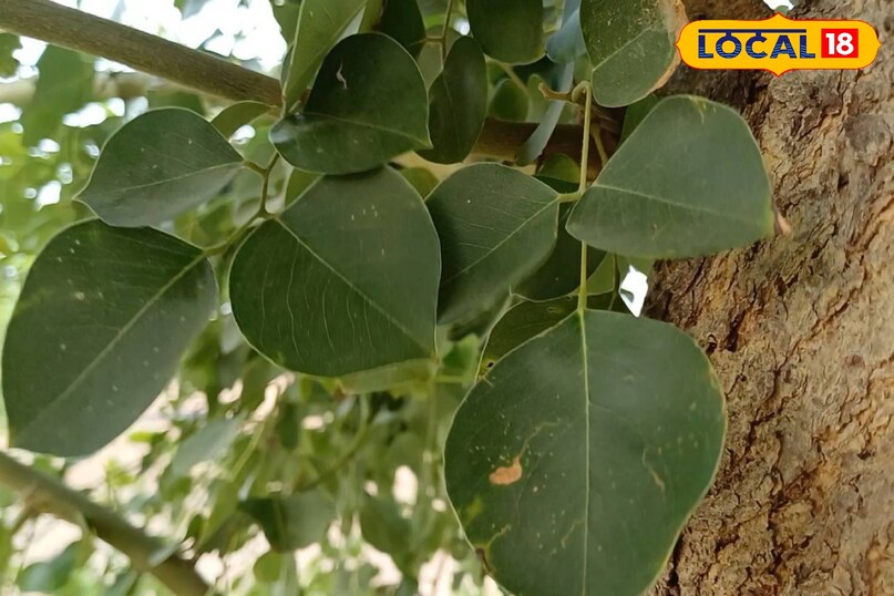 Moradabad news,hindi news,up news,local news, मुरादाबाद समाचार, हिंदी समाचार, यूपी समाचार, लोकल समाचार।