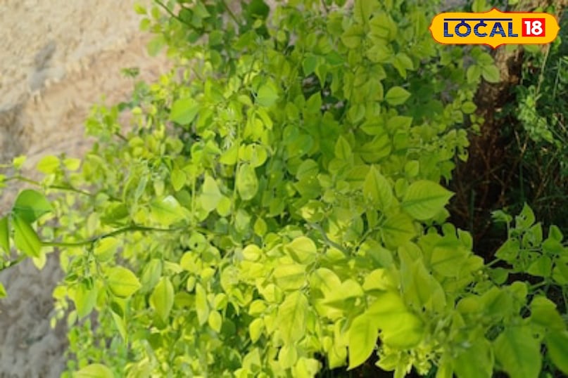 Moradabad news,hindi news,up news,local news, मुरादाबाद समाचार, हिंदी समाचार, यूपी समाचार, लोकल समाचार।