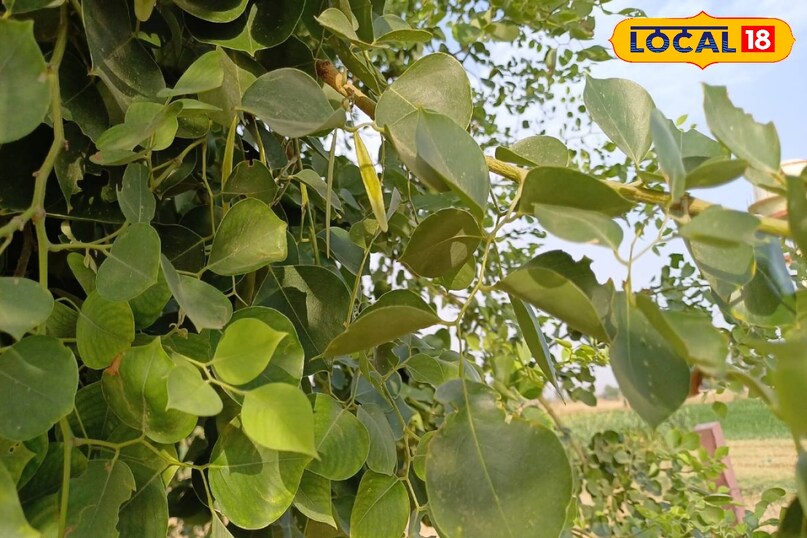 Moradabad news,hindi news,up news,local news, मुरादाबाद समाचार, हिंदी समाचार, यूपी समाचार, लोकल समाचार।