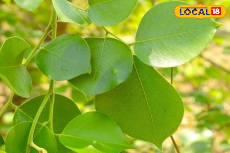 Moradabad news,hindi news,up news,local news, मुरादाबाद समाचार, हिंदी समाचार, यूपी समाचार, लोकल समाचार।