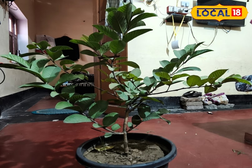 इम्यूनिटी पॉवर 