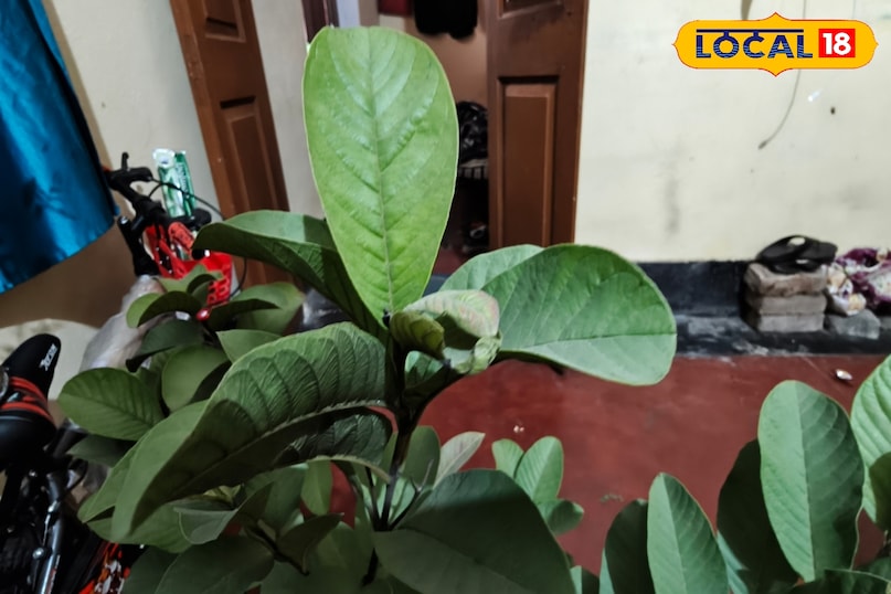 त्वचा और बाल 