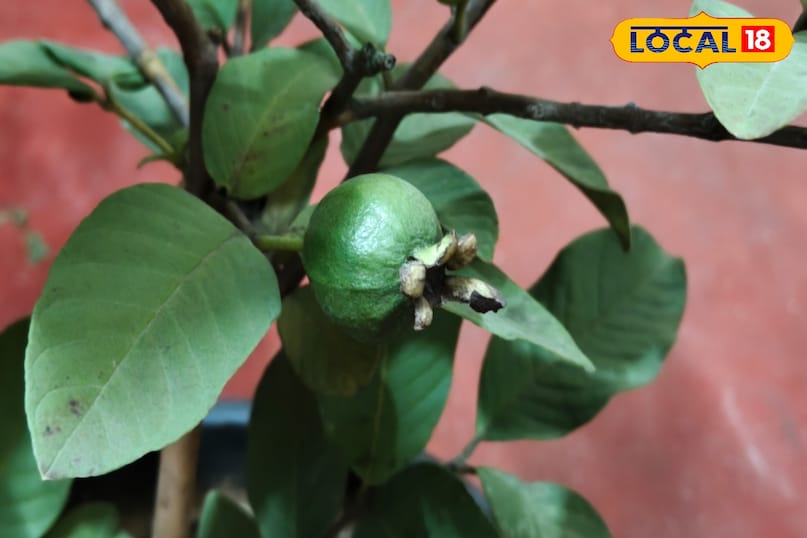 प्लेटलेट बढ़ाने में सहायक