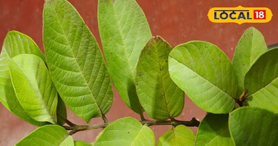 अमरूद के पत्तों के अद्भुत फायदे 