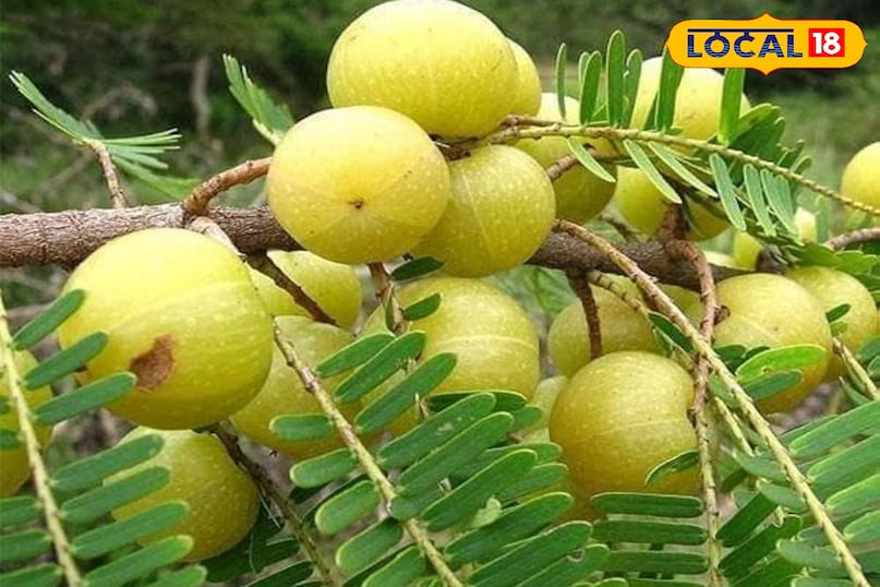 It controls diabetes and the weight 