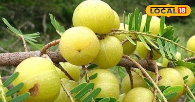 सर्दियों में ताजगी और सेहत का खजाना – आंवला