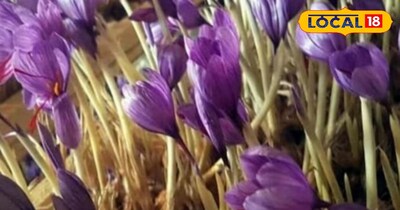 केसर की खेती 