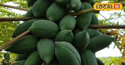 पपीता का पौधा