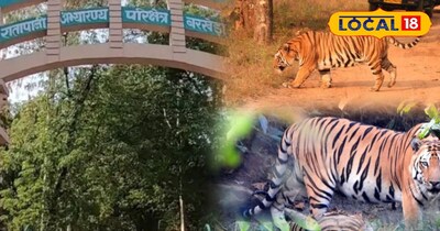 रातापानी टाइगर रिजर्व में 8 दिसंबर से ऑनलाइन बुकिंग शुरू हो गई है.