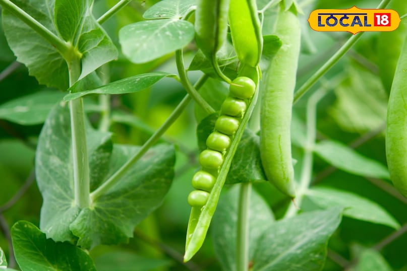 Winter Special Vegetables, Winter Season Special Vegetables, Winter Season Vegetables, protein rich vegetable 