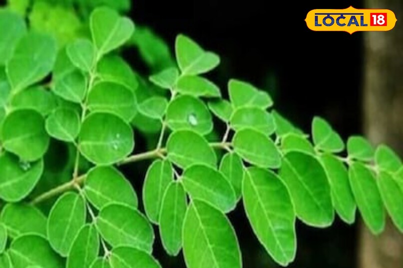 Winter Special Vegetables, Winter Season Special Vegetables, Winter Season Vegetables, protein rich vegetable 