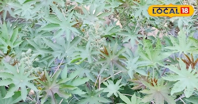 अरंडी का पौधा