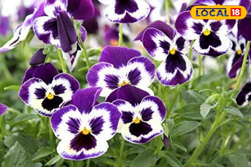 पैंसी यह ठंड को बर्दाश्त करने वाला मजबूत पौधा है जिसमें चेहरे जैसी आकृतियों वाले फूल खिलते हैं जो देखने में अदभुद लगते हैं यह कम तापमान में भी खिलता रहता है