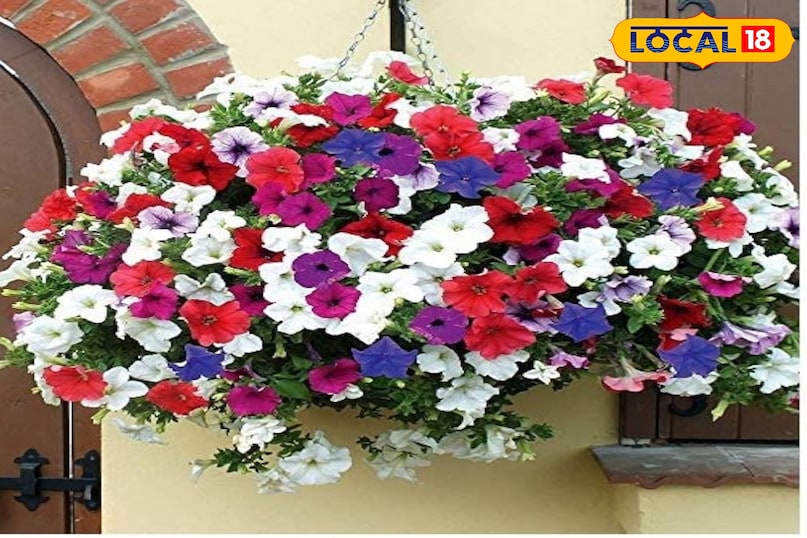 पेटूनिया चमकीले रंगों गुलाबी, बैंगनी, सफेद, लाल में उपलब्ध पेटूनिया का पौधा गमलों और हैंगिंग बास्केट दोनों के लिए उत्तम है आपको पूरी धूप और नियमित पानी देना चाहिए जिसे इसके फूल खूबसूरत दिखते हैं 