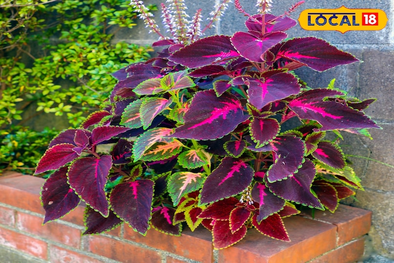 कोलियस या कोलस यह अपने रंगीन पत्तों के लिए जाना जाता है लेकिन आपको इसे सीधी धूप से बचाएं नहीं तो मर सकता है इसको कटिंग से आसानी से प्रचारित किया जा सकता है