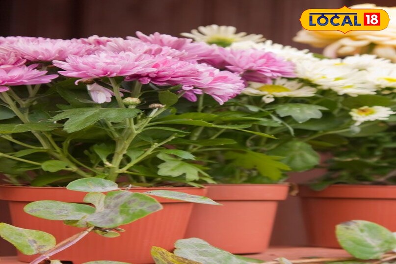 गुलदाउदी यह एक पारंपरिक सर्दियों का फूल वाला पौधा है जिसमें कई रंग और आकार में फूल उपलब्ध होते हैं यह दिवाली और अन्य त्योहारों के लिए लोकप्रिय माना जाता है 