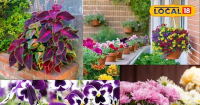 सर्दियो वाले पौधे