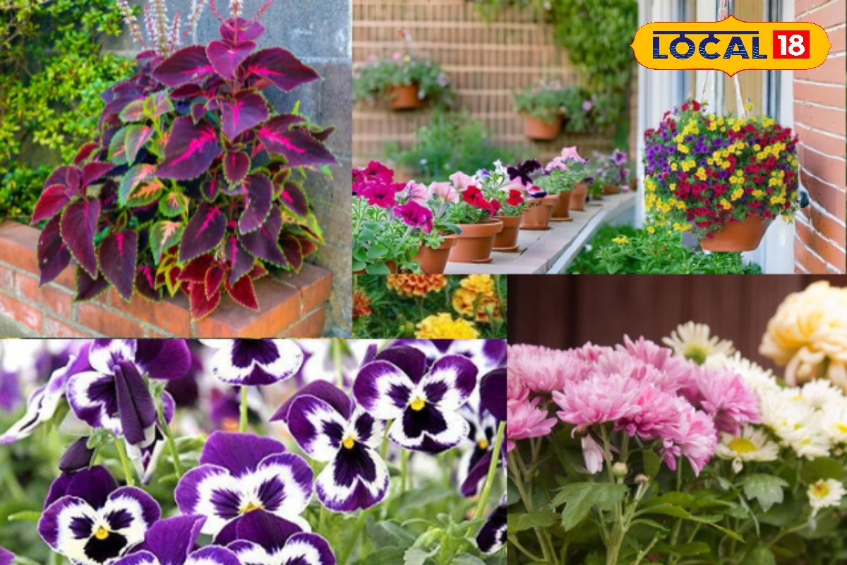 कड़ाके की ठंड में भी खिले रंगों का धमाका! लगाइए ये 5 पौधे और बदलें अपनी बालकनी