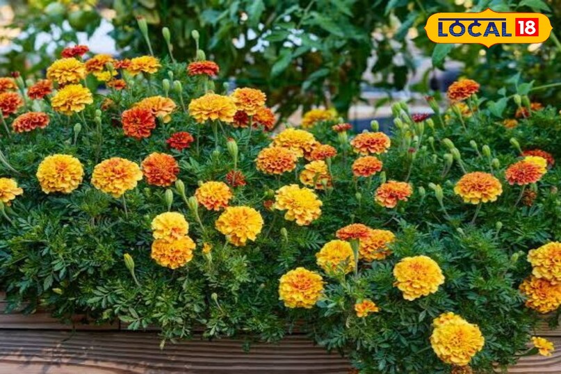 मैरीगोल्ड या गेंदा यह आसानी से उगने वाला, कम देखभाल वाला पौधा है इसमें पीले, नारंगी और लाल रंगों में फूल आते हैं इस पौधे में कीट-विरोधी गुण भी होते हैं