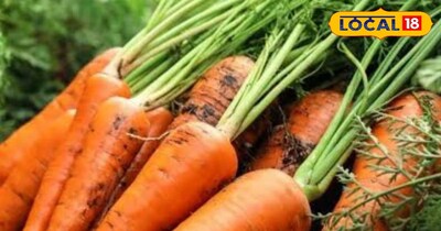 गाजर की खेती 