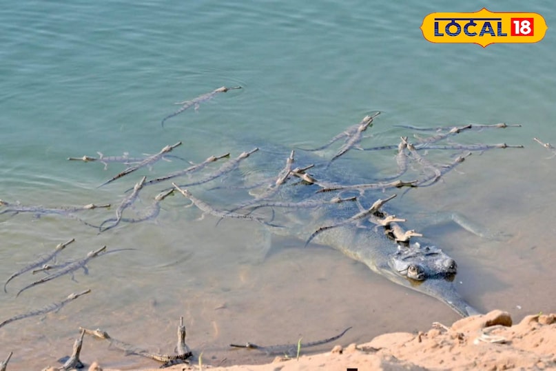 Son Gharial Sanctuary