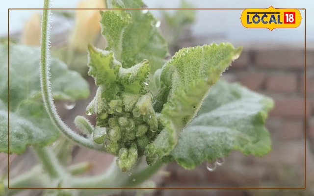 दरभंगा में कड़ाके की ठंड का आगाज, चारों ओर छाया घना कुहासा