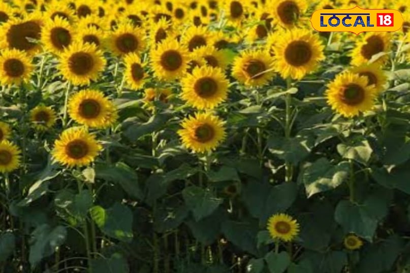 सूरजमुखी के बीज