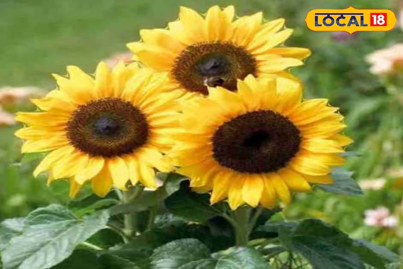 सूरजमुखी के बीज