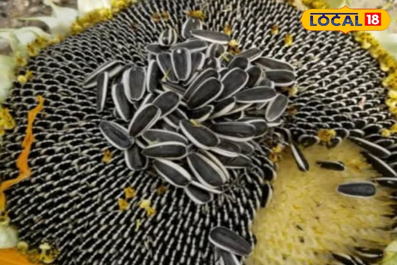 सूरजमुखी के बीज