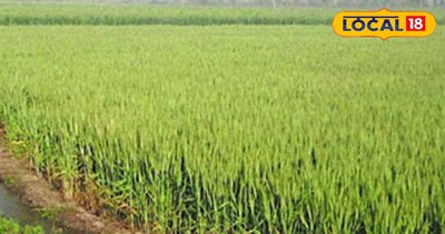 गेंहू की खेती 