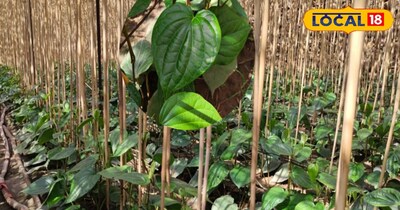 पान की खेती के टिप्स