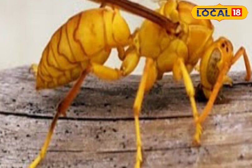 अगर आपको ततैया डंक मारता है, तो उंगली या चिमटी से निकालने की कोशिश न करें. इससे डंक वाली जगह से जहर बाहर आ सकता है. इसके बजाय हार्ड कार्ड जैसे एटीएम से डंक वाली जगह को खुरचकर निकाल दें. इसके बाद साबुन और ठंडे पानी से अच्छी तरह धो लें. इससे जहर नहीं फैलेगा और इंफेक्शन का खतरा कम हो जाएगा. अगर आपको ततैया डंक मारता है, तो उंगली या चिमटी से निकालने की कोशिश न करें. इससे डंक वाली जगह से जहर बाहर आ सकता है. इसके बजाय हार्ड कार्ड जैसे एटीएम से डंक वाली जगह को खुरचकर निकाल दें. इसके बाद साबुन और ठंडे पानी से अच्छी तरह धो लें. इससे जहर नहीं फैलेगा और इंफेक्शन का खतरा कम हो जाएगा.