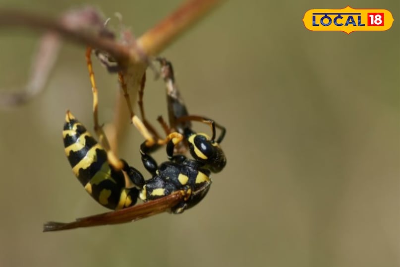 कभी-कभी घरेलू नुस्खों से आराम नहीं होता. और कुछ लक्षण सामने आ जाते हैं. अगर सांस लेने में कठिनाई आए, चक्कर जैसा महसूस हो. शरीर पर चकत्ते दिखे. उल्टी या दस्त होने लगे या फिर सूजन बहुत बढ़ जाए. ये गंभीर एलर्जी के लक्षण है, जिससे आपकी जान पर भी बात आ सकती है. ऐसी स्थिति में लापरवाही बिल्कुल न बरते, आपको तुरंत ही डॉक्टर के पास जाना चाहिए. और उन्हीं की सलाह पर इलाज करवाना चाहिए. कभी-कभी घरेलू नुस्खों से आराम नहीं होता. और कुछ लक्षण सामने आ जाते हैं. अगर सांस लेने में कठिनाई आए, चक्कर जैसा महसूस हो. शरीर पर चकत्ते दिखे. उल्टी या दस्त होने लगे या फिर सूजन बहुत बढ़ जाए. ये गंभीर एलर्जी के लक्षण है, जिससे आपकी जान पर भी बात आ सकती है. ऐसी स्थिति में लापरवाही बिल्कुल न बरते, आपको तुरंत ही डॉक्टर के पास जाना चाहिए. और उन्हीं की सलाह पर इलाज करवाना चाहिए.