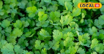 हरि धनियां 