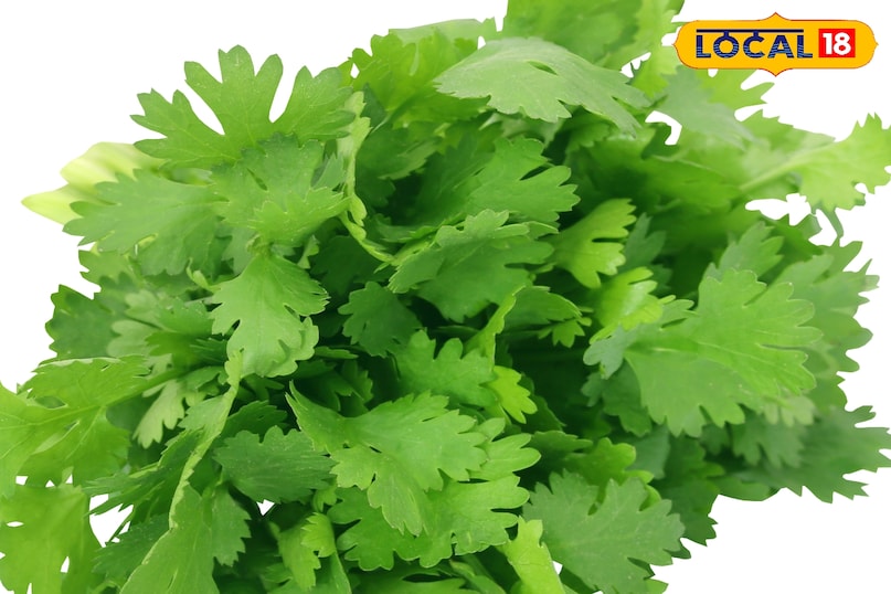 एक हफ्ते बाद भी आपका धनिया हरा बना रह सकता है। एक हफ्ते बाद भी आपका धनिया हरा बना रह सकता है।