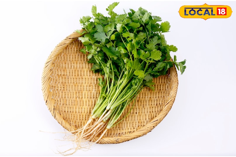 अगर आप धनियां को सही ढंग से फ्रिज में रखते हैं तो वह सुरक्षित बना रहेगा। अगर आप धनियां को सही ढंग से फ्रिज में रखते हैं तो वह सुरक्षित बना रहेगा।