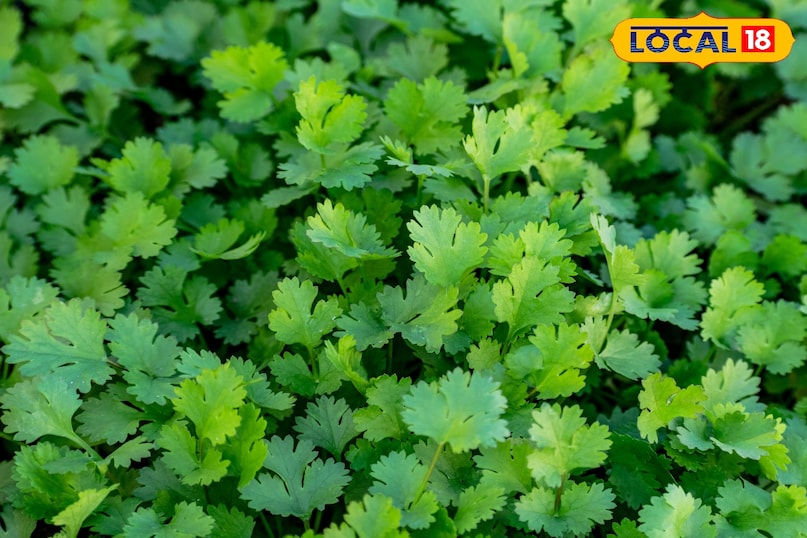 ठंड में हरि धनियां को लेकर न हो परेशान बस अपनाए यह तरीका ठंड में हरि धनियां को लेकर न हो परेशान बस अपनाए यह तरीका