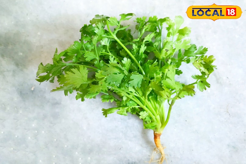 अगर आप भी आसान तरीके से सुरक्षित रखना चाहते हैं तो खराब हुए पत्तियों को तोड़ दे। अगर आप भी आसान तरीके से सुरक्षित रखना चाहते हैं तो खराब हुए पत्तियों को तोड़ दे।