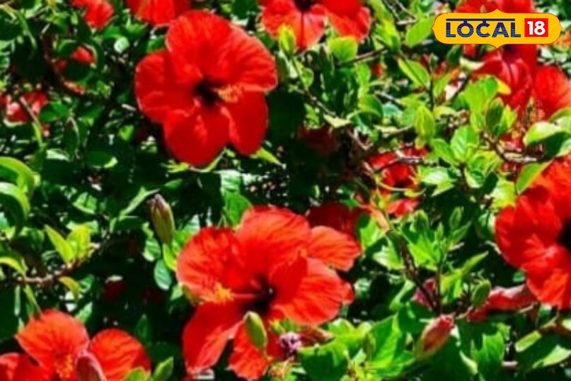 उन्होंने कहा कबगुड़हल को रोज 4 से 5 घंटे की सीधी धूप चाहिए. धूप कम मिले तो फूल छोटे हो जाते हैं या खिलते ही नहीं. इसलिए पौधे को ऐसी जगह रखें जहाँ सुबह या दोपहर की रोशनी मिले. साथ ही गुड़हल पर अक्सर मिलीबग्स हमला करते हैं. इससे बचाव के लिए नीम के तेल या नीम की पत्तियों का छिड़काव करें. यह पौधे को कीटों से बचा कर स्वस्थ रखता है और नई कली बनने में मदद करता है. उन्होंने कहा कबगुड़हल को रोज 4 से 5 घंटे की सीधी धूप चाहिए. धूप कम मिले तो फूल छोटे हो जाते हैं या खिलते ही नहीं. इसलिए पौधे को ऐसी जगह रखें जहाँ सुबह या दोपहर की रोशनी मिले. साथ ही गुड़हल पर अक्सर मिलीबग्स हमला करते हैं. इससे बचाव के लिए नीम के तेल या नीम की पत्तियों का छिड़काव करें. यह पौधे को कीटों से बचा कर स्वस्थ रखता है और नई कली बनने में मदद करता है.