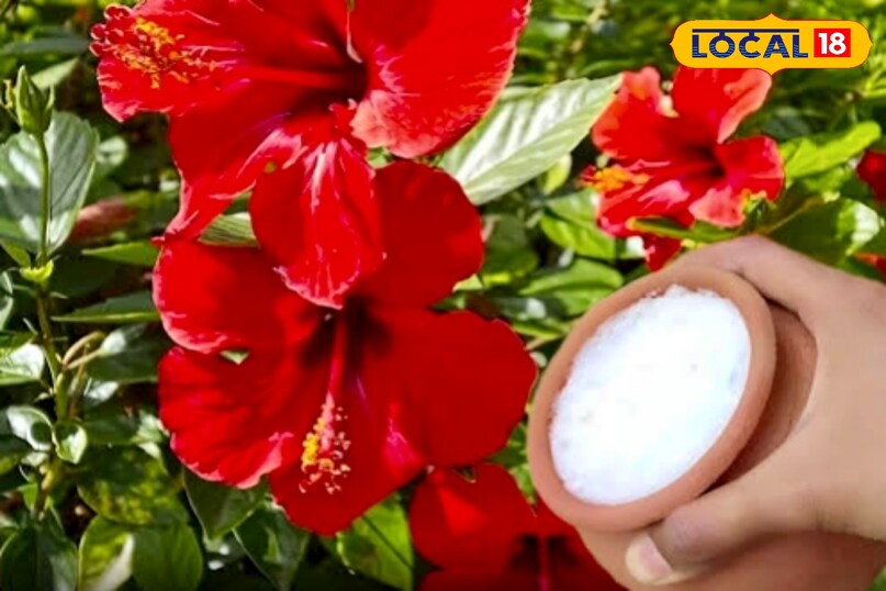 गार्डनिंग एक्सपर्ट कौशल किशोर जायसवाल बताते हैं कि गुड़हल को दोबारा फूलों से भरने के लिए किसी महंगे उर्वरक की जरूरत नहीं. सिर्फ घर में बची हुई चायपत्ती यानी एक ‘फ्री का नुस्खा’ पौधे में नई जान डाल देता है. यह जैविक खाद मिट्टी को पौष्टिक बनाती है और पौधे को तेजी से फूलने की क्षमता देती है. सही उपयोग से गुड़हल न सिर्फ स्वस्थ होता है, बल्कि फूलों का आकार भी बड़ा और चमकीला बनता है. गार्डनिंग एक्सपर्ट कौशल किशोर जायसवाल बताते हैं कि गुड़हल को दोबारा फूलों से भरने के लिए किसी महंगे उर्वरक की जरूरत नहीं. सिर्फ घर में बची हुई चायपत्ती यानी एक ‘फ्री का नुस्खा’ पौधे में नई जान डाल देता है. यह जैविक खाद मिट्टी को पौष्टिक बनाती है और पौधे को तेजी से फूलने की क्षमता देती है. सही उपयोग से गुड़हल न सिर्फ स्वस्थ होता है, बल्कि फूलों का आकार भी बड़ा और चमकीला बनता है.