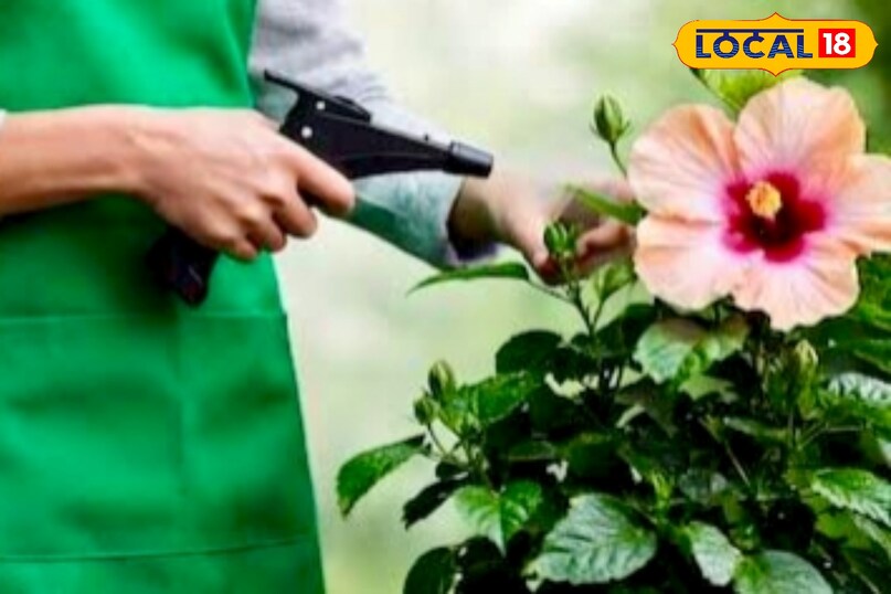 उन्होंने यह भी कहा कि टी बैग हों या बची हुई चायपत्ती—दोनों का उपयोग किया जा सकता है, चायपत्ती में मौजूद दूध और चीनी फंगस पैदा कर सकते हैं, इसलिए इसे पहले अच्छी तरह धोना जरूरी है. धुली हुई चायपत्ती को महीने में एक बार मिट्टी में मिलाएं या गमले की सतह पर डाल दें. पौधे की नमी और धूप का ध्यान रखते हुए इसका नियमित उपयोग गुड़हल को कुछ ही सप्ताह में फिर से फूलों से भर देता है उन्होंने यह भी कहा कि टी बैग हों या बची हुई चायपत्ती—दोनों का उपयोग किया जा सकता है, चायपत्ती में मौजूद दूध और चीनी फंगस पैदा कर सकते हैं, इसलिए इसे पहले अच्छी तरह धोना जरूरी है. धुली हुई चायपत्ती को महीने में एक बार मिट्टी में मिलाएं या गमले की सतह पर डाल दें. पौधे की नमी और धूप का ध्यान रखते हुए इसका नियमित उपयोग गुड़हल को कुछ ही सप्ताह में फिर से फूलों से भर देता है