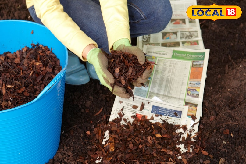 न्यूजपेप गार्डेनिंग 