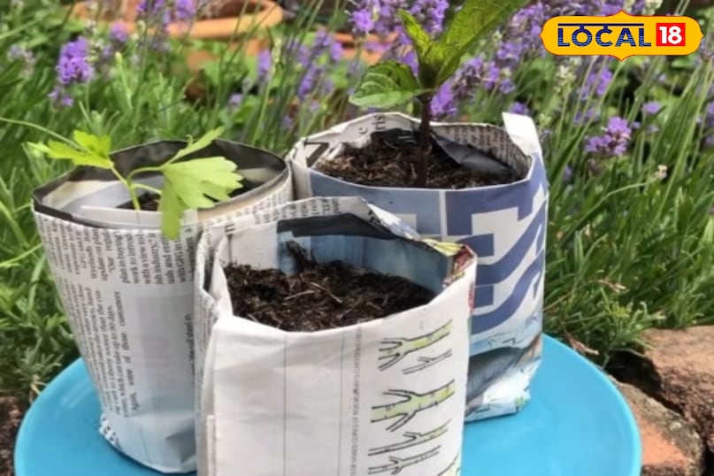 न्यूजपेपर गार्डेनिंग 