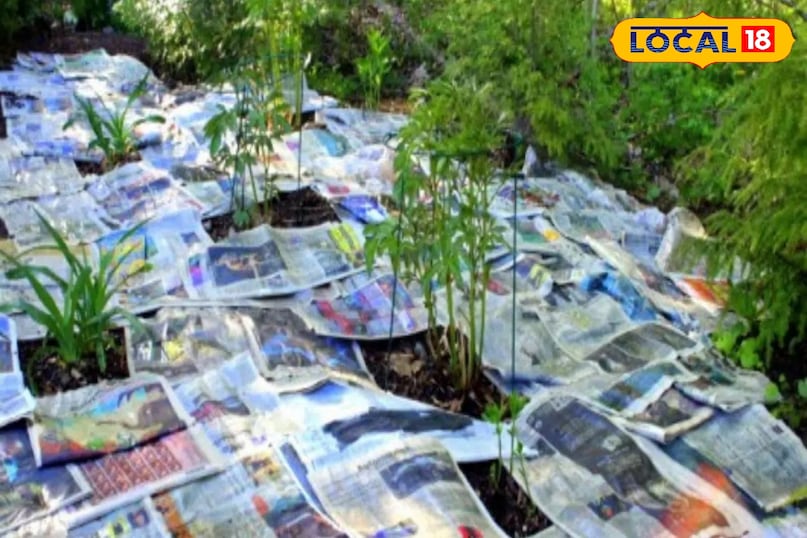 न्यूजपेपर गार्डेनिंग 