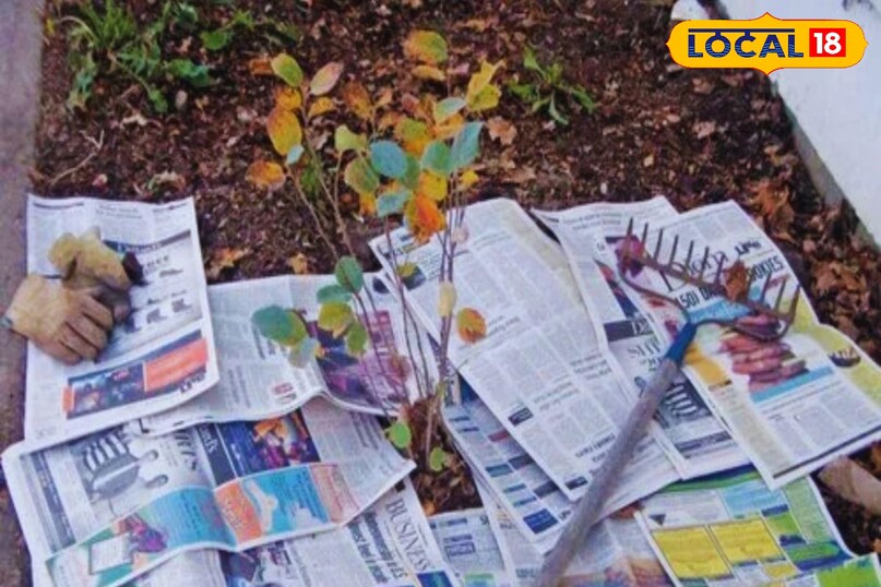 न्यूजपेपर गार्डेनिंग 