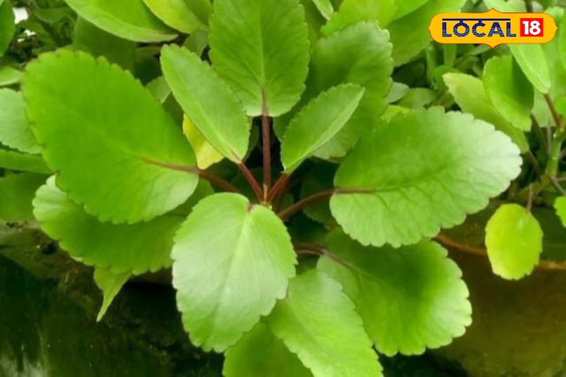 Moradabad news, hindi news,up news, local news मुरादाबाद समाचार, हिंदी समाचार, यूपी समाचार, लोकल समाचार।